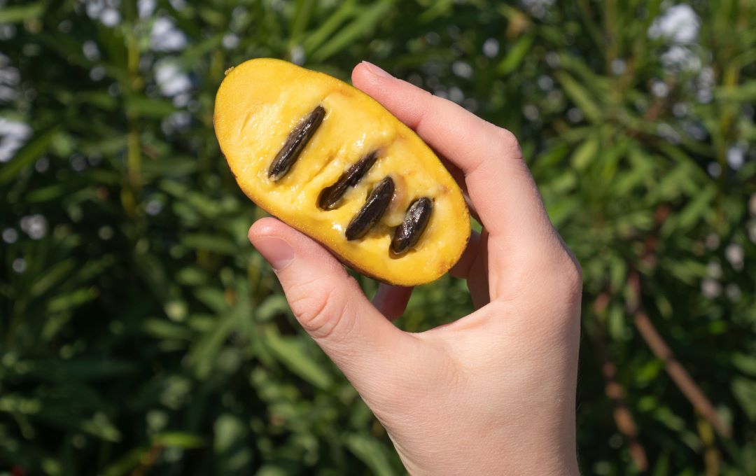Get It Growing: Pawpaw tree is native Louisiana plant with mango-like fruits 